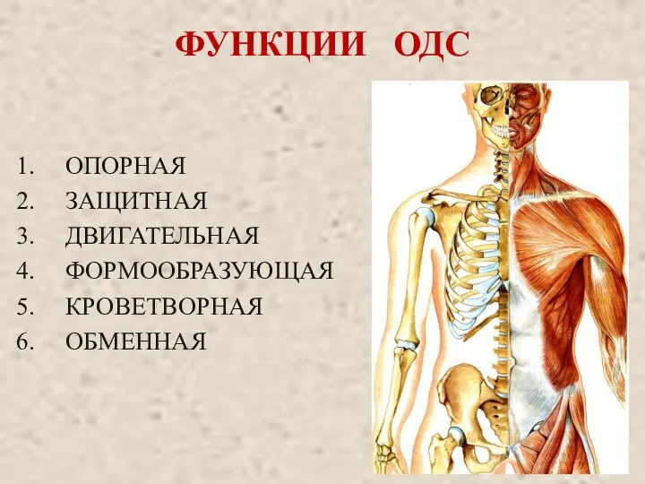 ФУНКЦИИ ОДС ОПОРНАЯ ЗАЩИТНАЯ ДВИГАТЕЛЬНАЯ ФОРМООБРАЗУЮЩАЯ КРОВЕТВОРНАЯ ОБМЕННАЯ