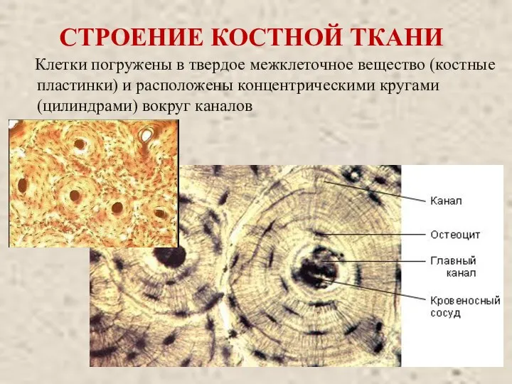 СТРОЕНИЕ КОСТНОЙ ТКАНИ Клетки погружены в твердое межклеточное вещество (костные пластинки)