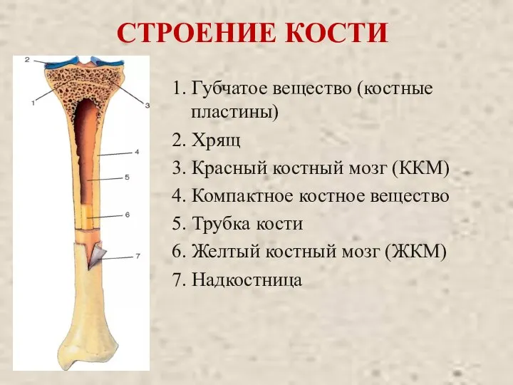 СТРОЕНИЕ КОСТИ 1. Губчатое вещество (костные пластины) 2. Хрящ 3. Красный