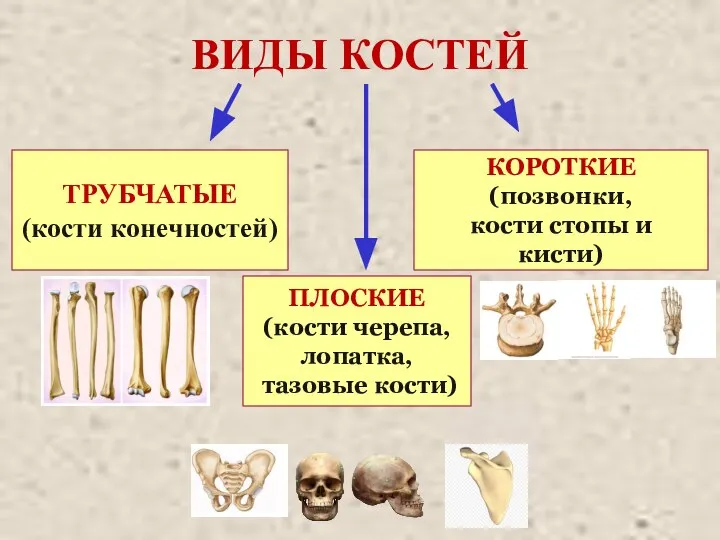ВИДЫ КОСТЕЙ ТРУБЧАТЫЕ (кости конечностей) КОРОТКИЕ (позвонки, кости стопы и кисти)
