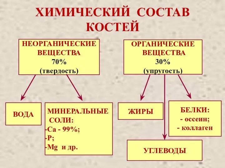 ХИМИЧЕСКИЙ СОСТАВ КОСТЕЙ НЕОРГАНИЧЕСКИЕ ВЕЩЕСТВА 70% (твердость) ОРГАНИЧЕСКИЕ ВЕЩЕСТВА 30% (упругость)