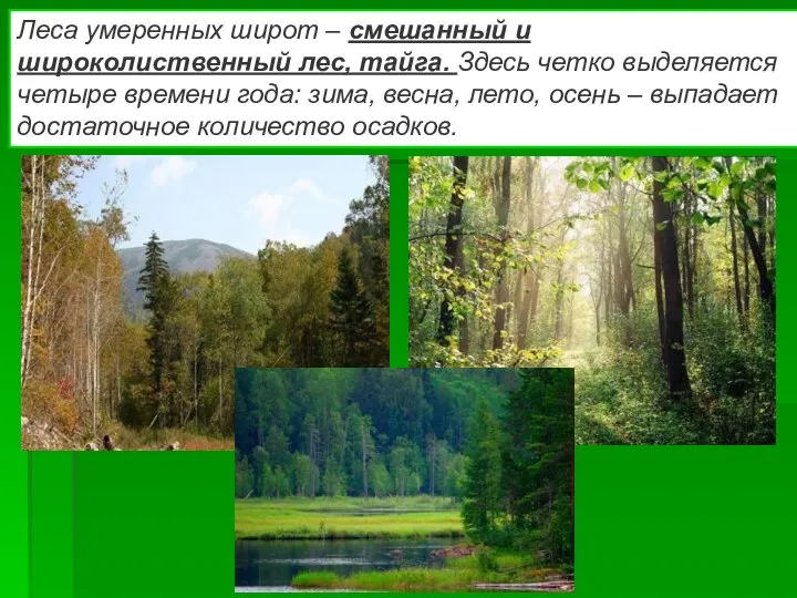 Леса умеренных широт – смешанный и широколиственный лес, тайга. Здесь четко