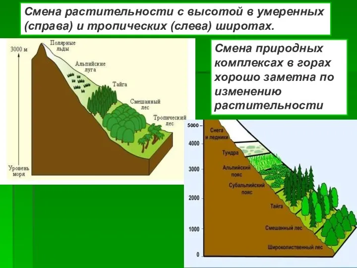 5000 – Смена растительности с высотой в умеренных (справа) и тропических