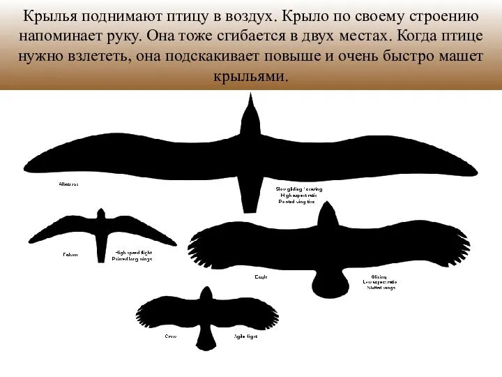 Крылья поднимают птицу в воздух. Крыло по своему строению напоминает руку.