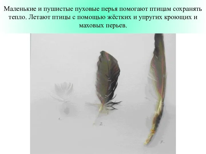 Маленькие и пушистые пуховые перья помогают птицам сохранять тепло. Летают птицы