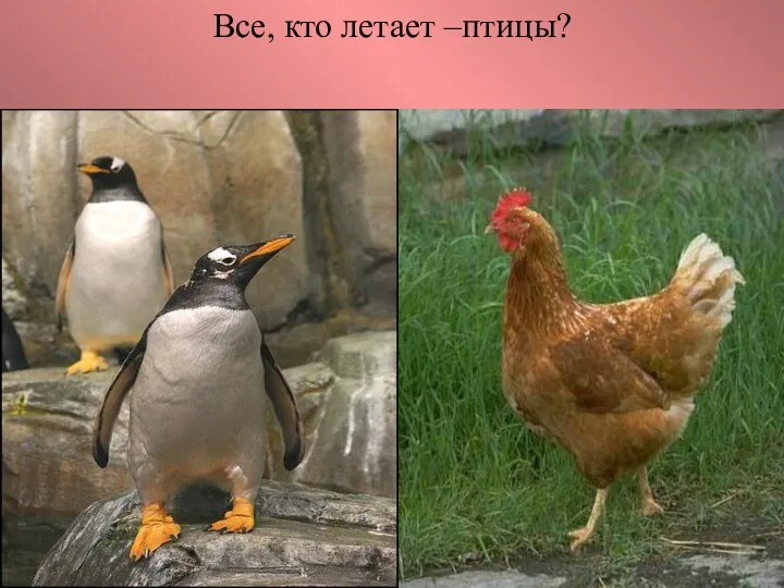 Все, кто летает –птицы?