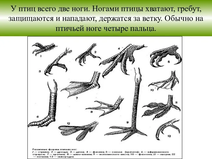 У птиц всего две ноги. Ногами птицы хватают, гребут, защищаются и