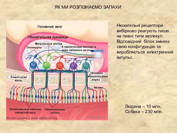 ЯК МИ РОЗПІЗНАЄМО ЗАПАХИ Нюхательні рецептори вибірково реагують лише на певні