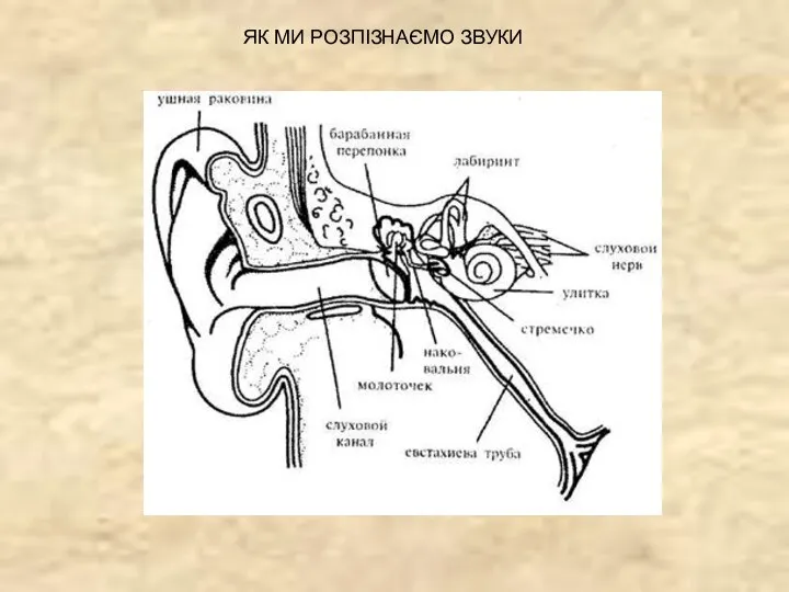 ЯК МИ РОЗПІЗНАЄМО ЗВУКИ