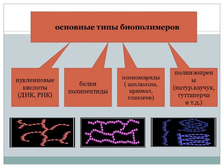 основные типы биополимеров нуклеиновые кислоты (ДНК, РНК) белки полипептиды полисахариды (