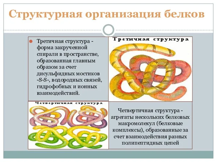 Третичная структура - форма закрученной спирали в пространстве, образованная главным образом