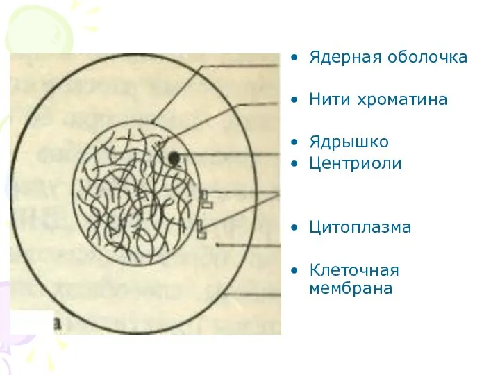 Ядерная оболочка Нити хроматина Ядрышко Центриоли Цитоплазма Клеточная мембрана