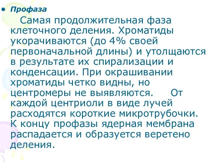 Профаза Самая продолжительная фаза клеточного деления. Хроматиды укорачиваются (до 4% своей