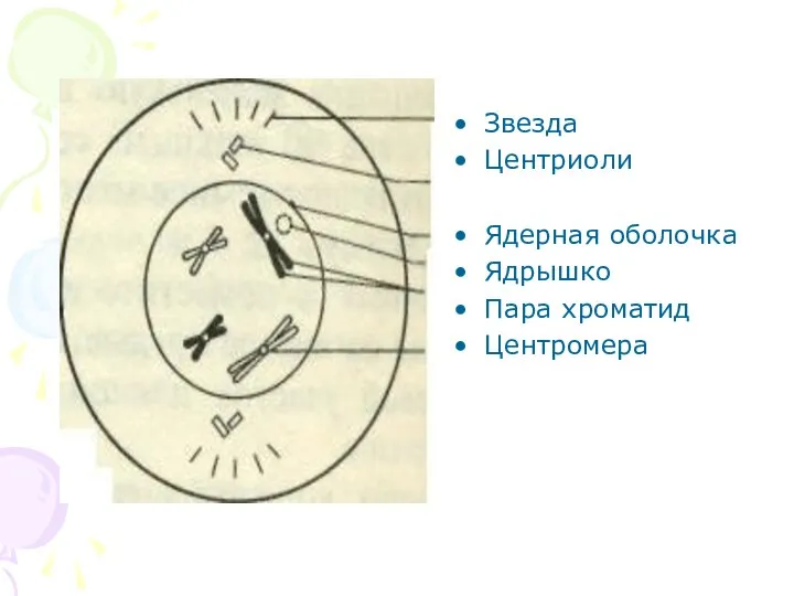 Звезда Центриоли Ядерная оболочка Ядрышко Пара хроматид Центромера