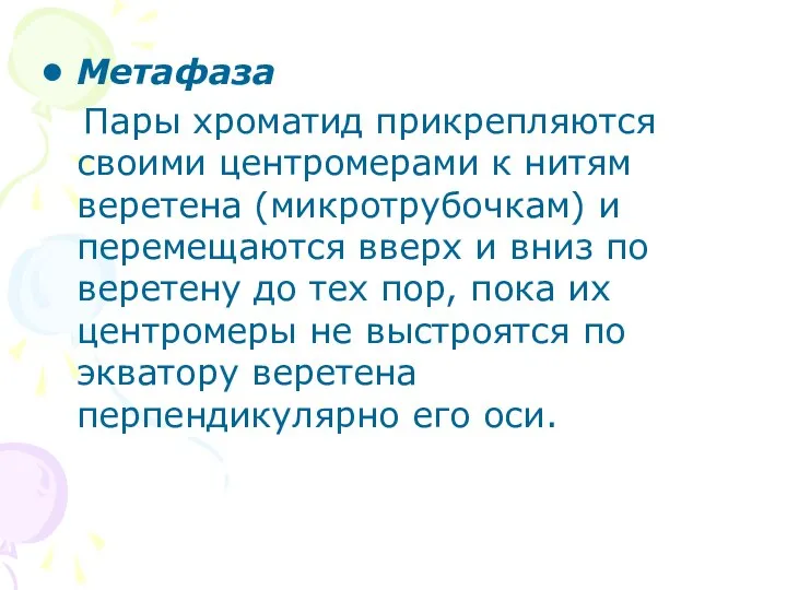 Метафаза Пары хроматид прикрепляются своими центромерами к нитям веретена (микротрубочкам) и