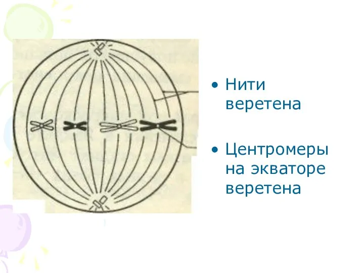 Нити веретена Центромеры на экваторе веретена