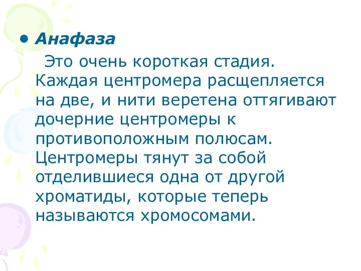 Анафаза Это очень короткая стадия. Каждая центромера расщепляется на две, и