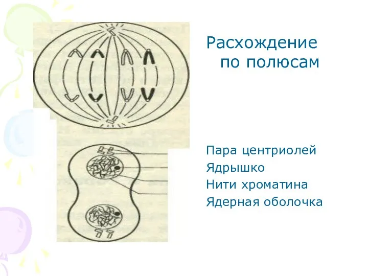 Расхождение по полюсам Пара центриолей Ядрышко Нити хроматина Ядерная оболочка