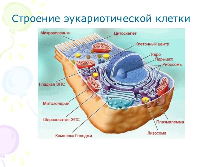 Строение эукариотической клетки