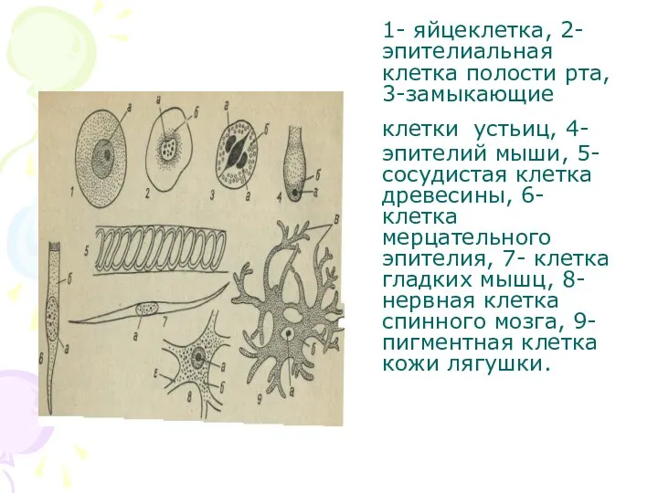 1- яйцеклетка, 2- эпителиальная клетка полости рта, 3-замыкающие клетки устьиц, 4-эпителий