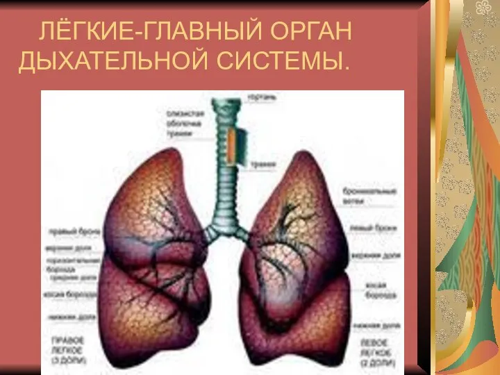 ЛЁГКИЕ-ГЛАВНЫЙ ОРГАН ДЫХАТЕЛЬНОЙ СИСТЕМЫ.