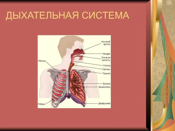 ДЫХАТЕЛЬНАЯ СИСТЕМА