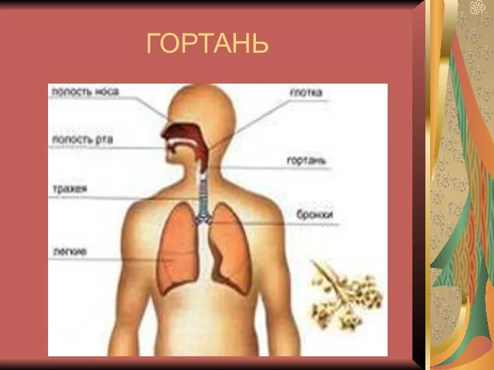 ГОРТАНЬ