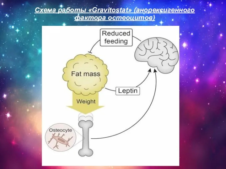 Схема работы «Gravitostat» (анорексигенного фактора остеоцитов)