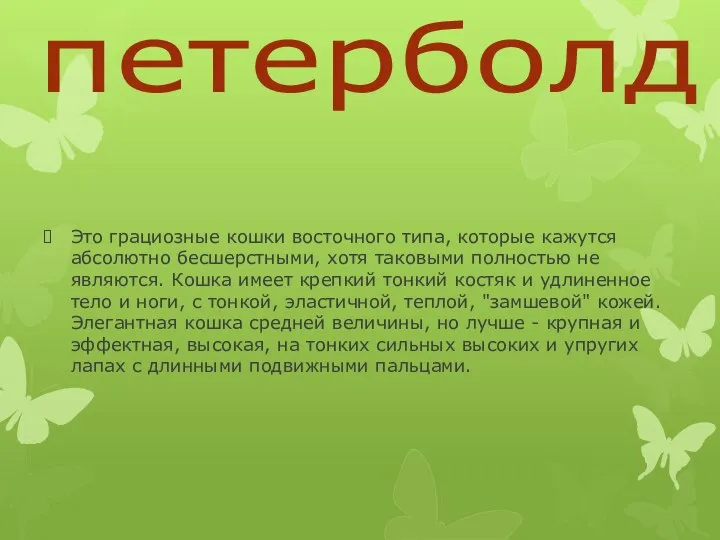 петерболд Это грациозные кошки восточного типа, которые кажутся абсолютно бесшерстными, хотя