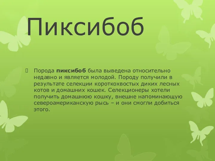 Пиксибоб Порода пиксибоб была выведена относительно недавно и является молодой. Породу