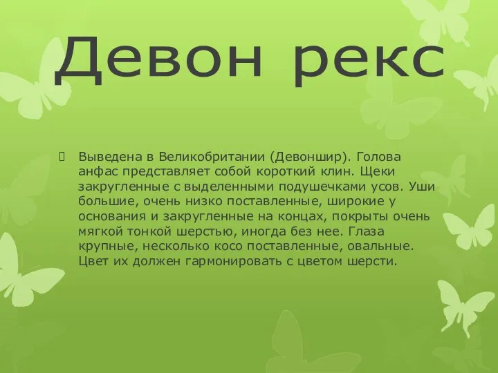 Девон рекс Выведена в Великобритании (Девоншир). Голова анфас представляет собой короткий