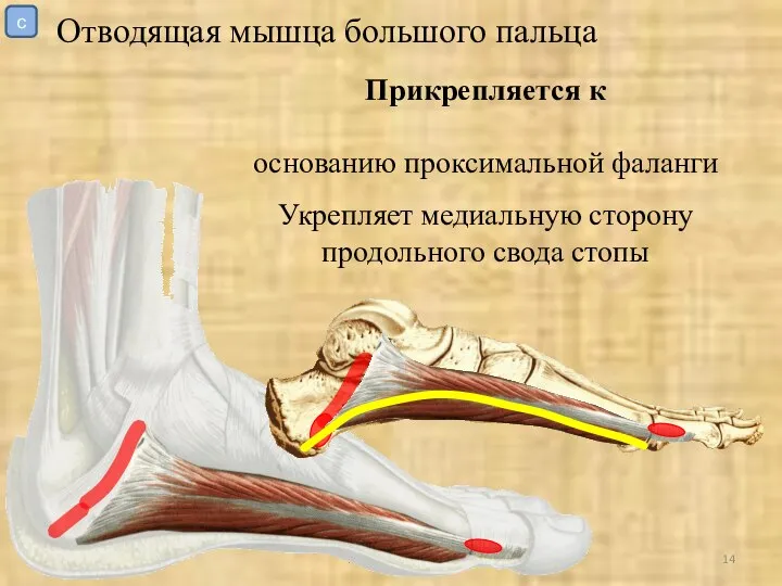 УрГУФК Мышцы стопы Отводящая мышца большого пальца Прикрепляется к основанию проксимальной