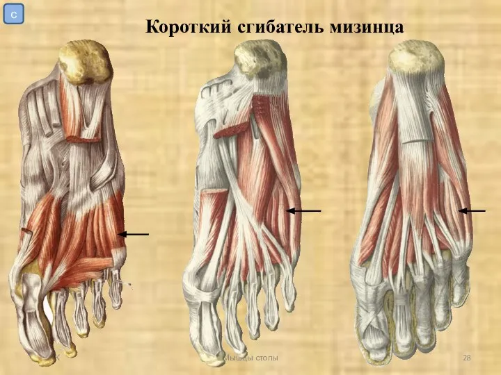 УрГУФК Мышцы стопы Короткий сгибатель мизинца с