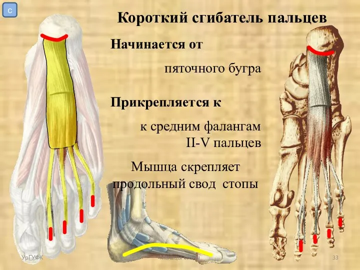 УрГУФК Мышцы стопы Короткий сгибатель пальцев Начинается от пяточного бугра Прикрепляется