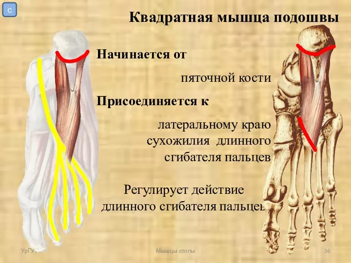 Начинается от пяточной кости Присоединяется к латеральному краю сухожилия длинного сгибателя