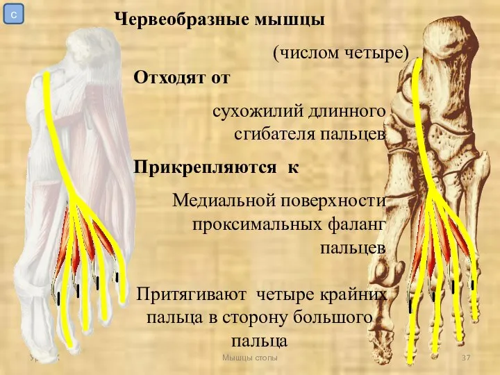 УрГУФК Мышцы стопы Червеобразные мышцы (числом четыре) Отходят от сухожилий длинного