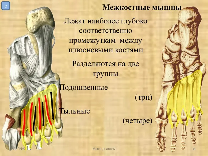 УрГУФК Мышцы стопы Межкостные мышцы Лежат наиболее глубоко соответственно промежуткам между