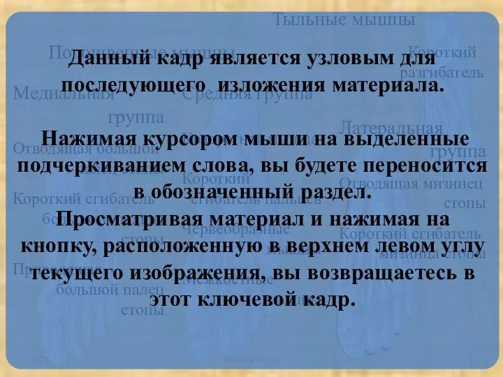 УрГУФК Мышцы стопы Тыльные мышцы Подошвенные мышцы Средняя группа Квадратная мышца