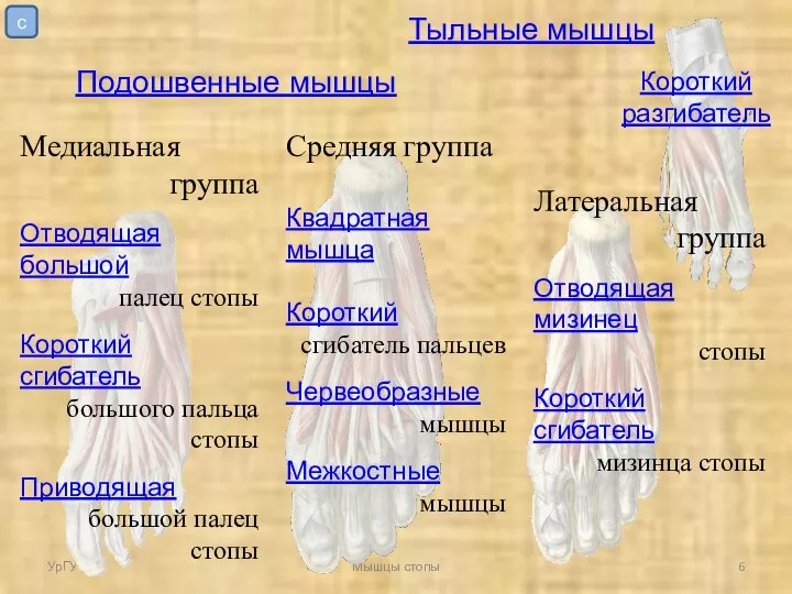 УрГУФК Мышцы стопы Тыльные мышцы Подошвенные мышцы Средняя группа Квадратная мышца