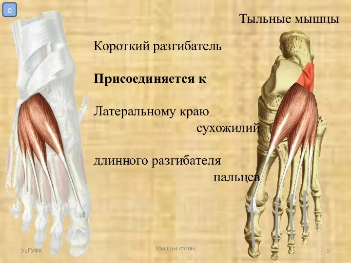 Тыльные мышцы Короткий разгибатель Присоединяется к Латеральному краю сухожилий длинного разгибателя пальцев УрГУФК Мышцы стопы с
