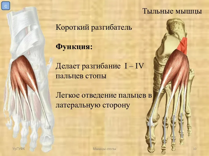 Тыльные мышцы Короткий разгибатель Функция: Делает разгибание I – IV пальцев