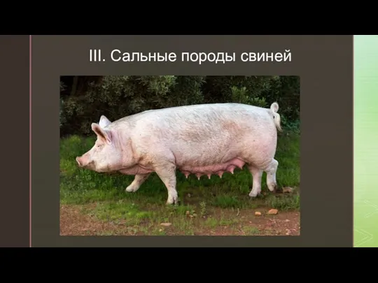 III. Сальные породы свиней