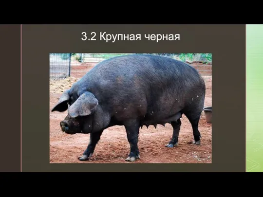 3.2 Крупная черная