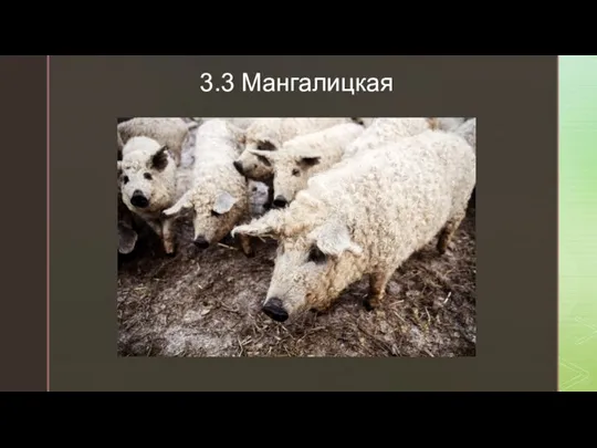 3.3 Мангалицкая