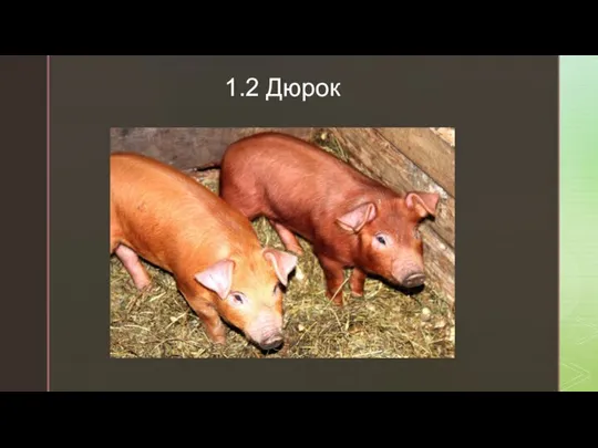 1.2 Дюрок