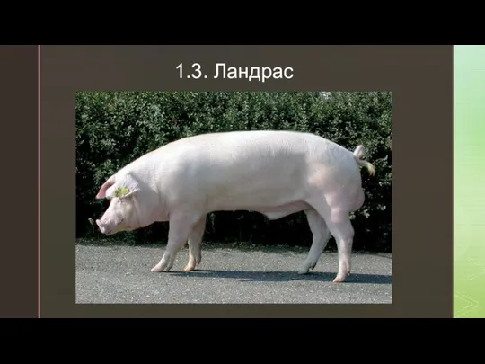 1.3. Ландрас