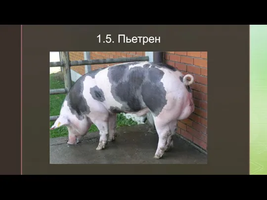 1.5. Пьетрен