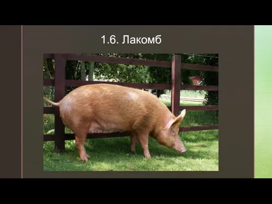 1.6. Лакомб