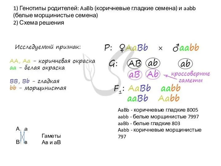 1) Генотипы родителей: AaBb (коричневые гладкие семена) и aabb (белые морщинистые