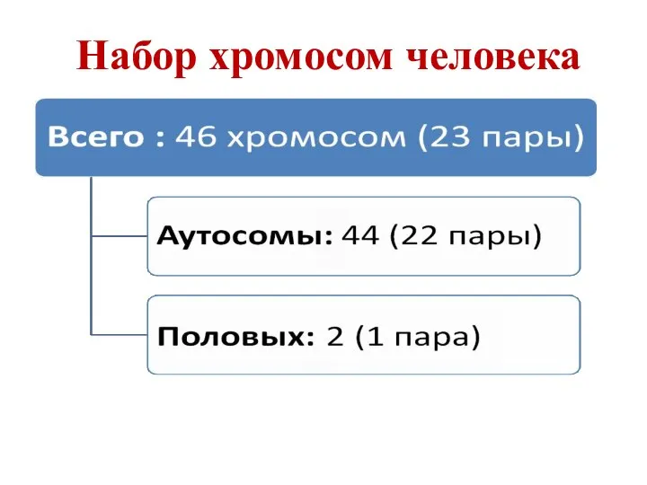 Набор хромосом человека Женщины – 2 х 22 пары + XX,